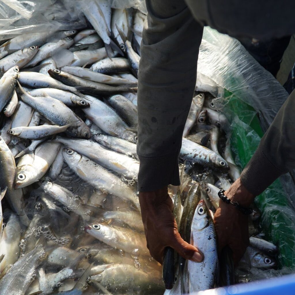 Dagupan bangus