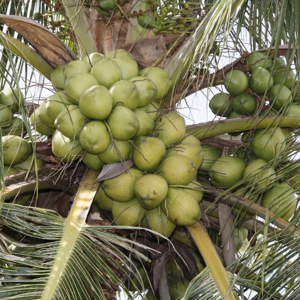 Coconut Farming